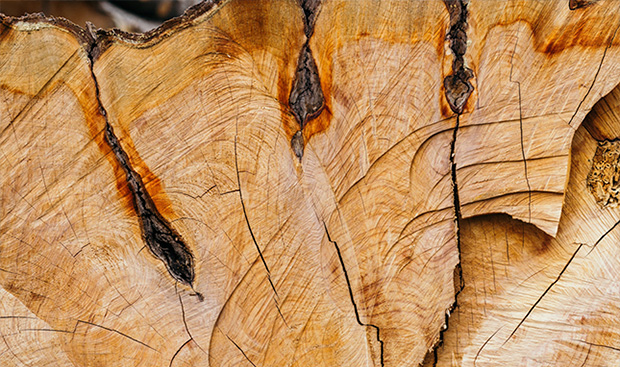 Corteza de un árbol